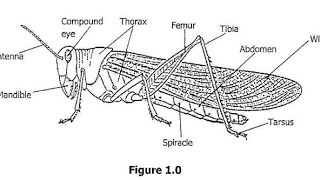 Biology paper 2 2018 GCE [upl. by Mapel]