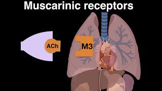 Muscarinic cholinergic receptors [upl. by Kawai641]