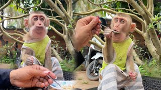 Baby monkey eats breakfast with human mom [upl. by Jeanie951]