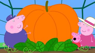 La calabaza gigante  Peppa Pig en Español Episodios Completos [upl. by Sontag251]