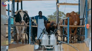 CUT Agro Industrial Park  Chinhoyi Dairy  Agri Diaries [upl. by Oigimer]