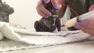 Caring For Just Days Old French Bulldog Puppies and One Celft Palate [upl. by Aisiram]