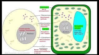 Cell structure prokaryotes vs eukaryotes AQA GCSE [upl. by Killian557]