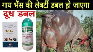 पसुओ की Udder गाय भैंस की लेबर्टी डबल हो जाएगा Pashu ki Liberty Kaise badhaen Vet all info [upl. by Arot]