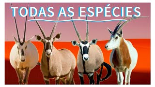 TODAS AS ESPÉCIES DE ORIXES ÁFRICA SELVAGEM [upl. by Anak]