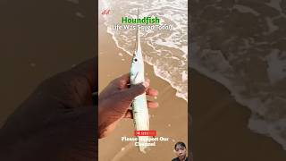 Houndfish Life Was Saved Today shorts fish fishing beach [upl. by Brass383]