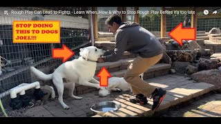 Stop Doing This To Dogs  Beckman Review Dog Training [upl. by Aldercy]