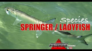 SpringerLadyfish ASFN Fishing Species [upl. by Alvan2]