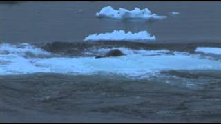 Orcas Hunt a Seal in the Antarctic Ice [upl. by Eceirahs]