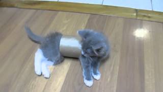 Kitten stuck in toilet paper roll [upl. by Switzer]