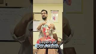 Layers of Dura Mater [upl. by Arikaahs594]