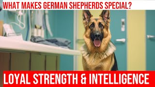 How to Understand the German Shepherd Breed Standard [upl. by Nivlac797]