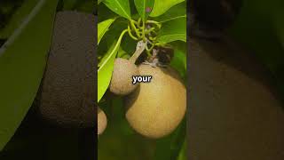 Sapodilla The Sweet Secret Fruit [upl. by Ikcir]