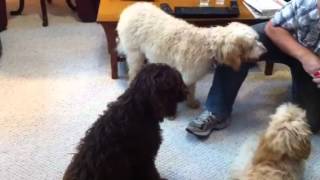 6 month old labradoodles [upl. by Civ]