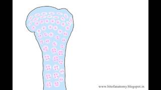 Endochondral ossification cartilaginous ossification [upl. by Lennon922]