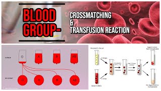 Blood Group  Crossmatching amp Transfusion Reaction  blood bank [upl. by Hcire595]