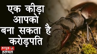 यह एक कीड़ा आपको बना सकता है करोड़पति  This one worm can make you a millionaire stag beetle viral [upl. by Reiners]