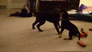 Puppies Playing  Lab Hound Mix vs Chesapeake Bay Retriever [upl. by Trilley]