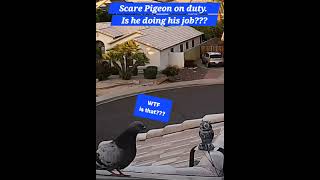 Is the twin scare pigeon even scary enough for these gangster pigeons [upl. by Nahtanoy]