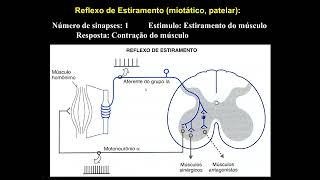 Neurofisiologia  Aula 2 Parte 3 Organização geral dos sistemas motores [upl. by Dysart]