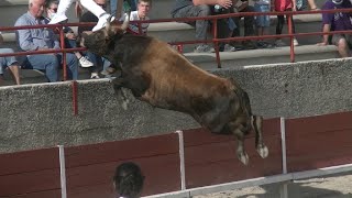 EXTRAIT  Pélissanne  Les taureaux volants  Course Camarguaise [upl. by Enetsirhc830]