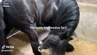 Home Videos  Horse Fart Nr19 [upl. by Nitnilc122]