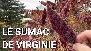 Le sumac de Virginie ou vinaigrier est une plante médicinale et de survie [upl. by Baun653]