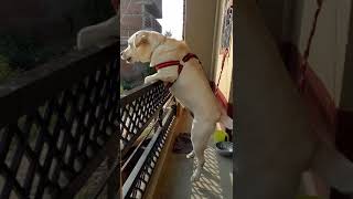 Labrador retriever barking loudly [upl. by Rachael]