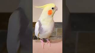 Cockatiel Bird Singingcockatiel birds cockatielsound cockatielsing ginger cute pets ytstudio [upl. by Paviour]