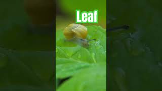 english 🍁 Leaf of Leaves 🍂 Leaf Pronunciation Singular Leaves Pronunciation Plural esl leaf [upl. by Nefets443]