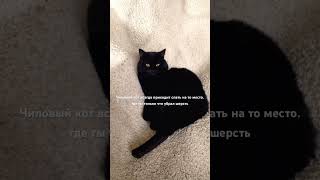 chillguy chillmusic catshorts cats чиловыйпарень коты мем тренды черныйкот чилгай funny [upl. by Helman398]