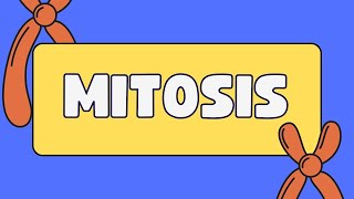 Sister chromatids vs homologous chromosomes [upl. by Otrebilif]