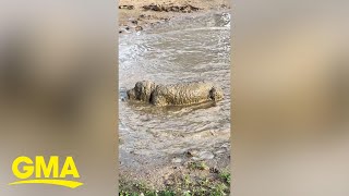 Playful dog cakes herself in mud [upl. by Hanleigh]