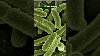 Bacillus cereus Grampositive rodshaped bacteria Sporeforming survive heat and drying [upl. by Aihsatsan]