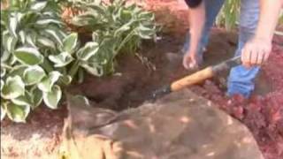 How to Care for Hostas Gardening Tips  How to Dig Up Hostas [upl. by Gothurd]