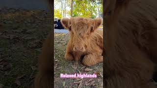 Relaxed Highlands highland highlandcow minicow cow farmanimals farmlife pets animal pet [upl. by Eolanda]