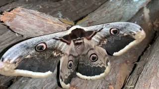 Saturnia Pyri  Gran pavón europeo  Giant peacock moth [upl. by Nolad]