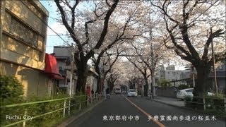 【 車載動画 】多磨霊園周辺の桜並木 2013年 Cherry trees in Fuchu CityTokyo [upl. by Deery]