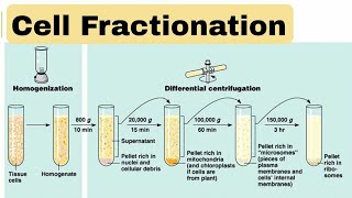 cell fractionation [upl. by Batty802]