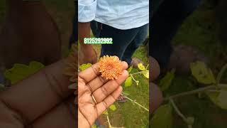 Chrysanthemum Plantschrysanthemum saplings online sales chamanthi winterfloweringplants flowers [upl. by Adien]