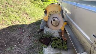 Prepping Lippia Ground Cover To Install [upl. by Alitta]