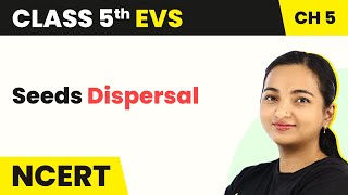 Class 5 EVS Chapter 5  Seeds Dispersal  Seeds and Seeds [upl. by Alledi]