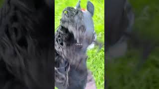 Hoffe das meine Cousine das viedeo sieht also lasst es viral gehen pls hobbyhorsing [upl. by Vernita957]