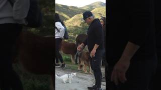 Cesar Millan the Cat Whisperer Full Vlog Out Now [upl. by Geffner]