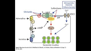 Mecanismos de accion de farmacos anti diabeticos 2da parte [upl. by Ecyoj303]