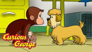 George Goes to a Dog Show 🐵 Curious George 🐵 Kids Cartoon 🐵 Kids Movies [upl. by Adimra]