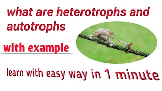 What are heterotrophs and autotrophs easy definition heterotrophsautotrophs [upl. by Edge]