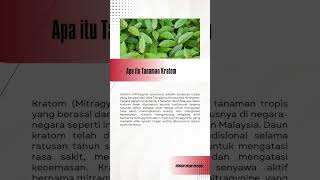 Peluang Ekspor Kratom Indonesia [upl. by Sabec]