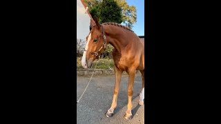 Quan Z QUILIMBO x ZIROCCO BLUE VDL  2021 gelding [upl. by Arnaud]