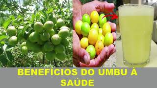 UMBÚ 10 Benefícios da Fruta Umbú ou imbú para Saúde e bem estar [upl. by Llenel]